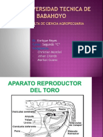 Aparato Reproductor Del Toro