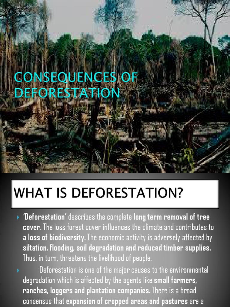 The Environmental and Socioeconomic Impacts of Deforestation: A ...