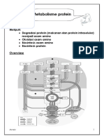 metabolisme-protein.pdf