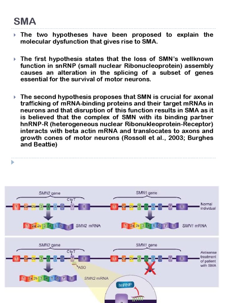 Mekanisme Aksi Zolgensma | PDF | Viral Vector | Gene