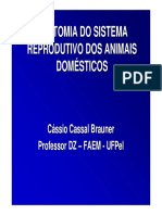 Anatomia Do Sistema Reprodutiva Dos Animais Domesticos