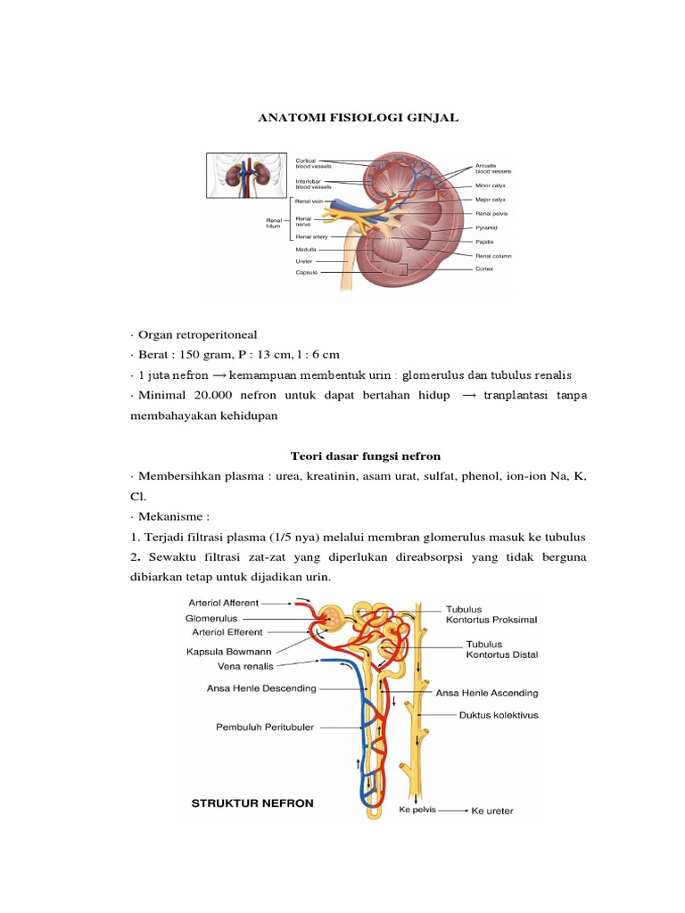 Anatomi Fisiologi Ginjal Pdf