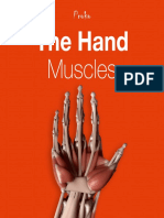 24p The Hand Muscles Ebook 1