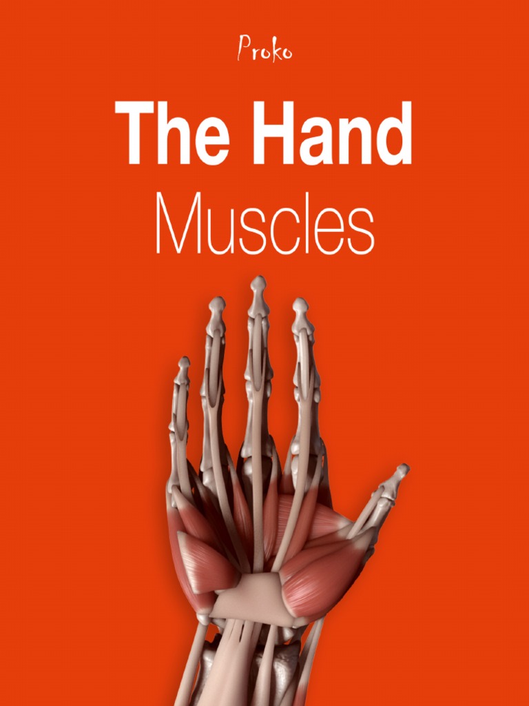 24p The Hand Muscles Ebook 1 | PDF