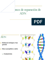 4-Reparacion de ADN