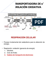 Fosforilacion Oxidativa