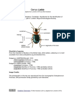 Key to the UK species of Lebia