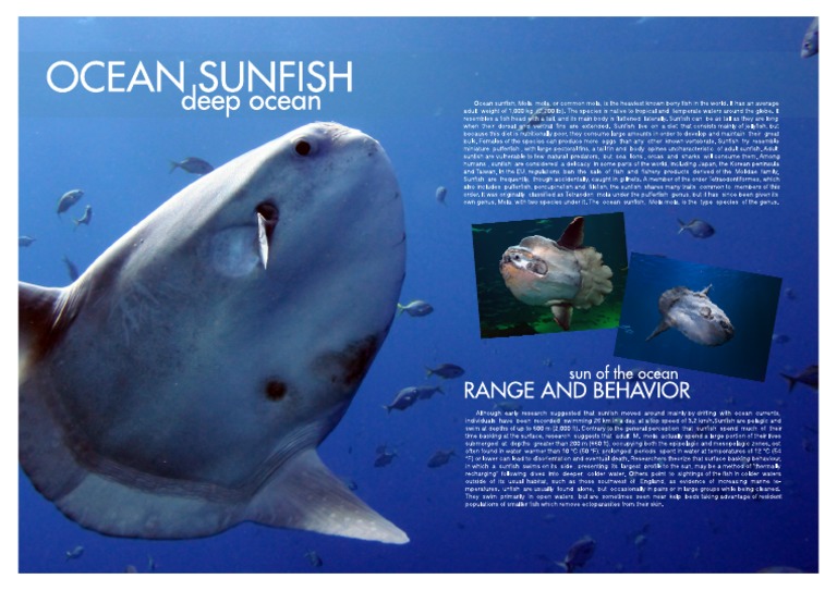 Ocean Sun Fish | PDF
