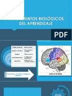 Fundamentos Biológicos Del Aprendizaje