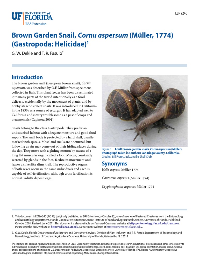 Brown Garden Snail in FL | PDF | Organisms | Plants