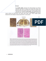 Histologi Medulla Spinalis