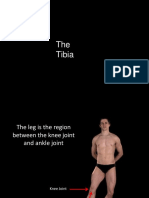 Tibia