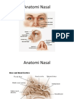 Anatomi Nasal