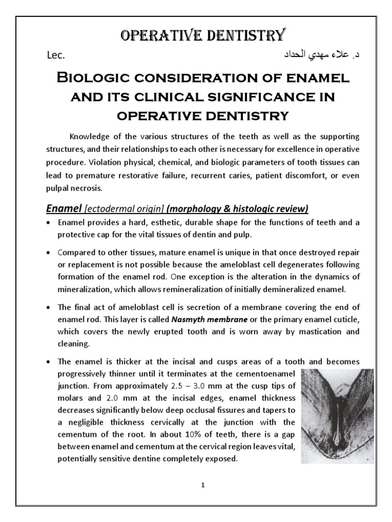 Clinical Significance of Enamel Structure | PDF | Tooth Enamel | Human ...
