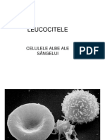 curs 6 leucocite-imunit.pdf