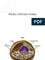 nucleo