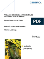 Clase 02 (anatomia y cabeza de insectos).pdf
