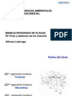 Clase 03 (torax_y_abdomen_de_insectos).pdf