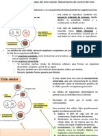 Tema 10 - El ciclo celular 2018-2019 CASTELLANO (1).docx