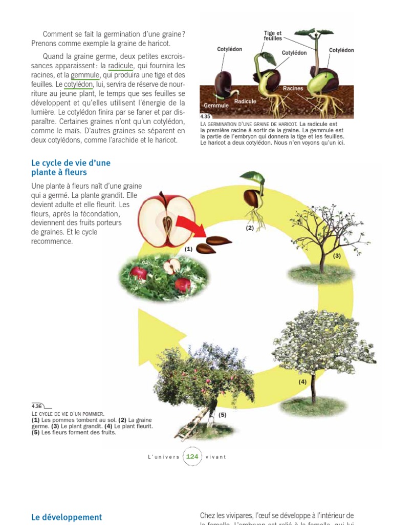 Evaluation Cycle De Vie D Une Plante Ce2 Cycle Vie Graine Plante A Fleur | PDF | Graine | Interactions biologiques
