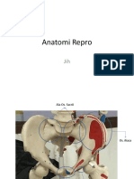 14526_Anatomi Repro