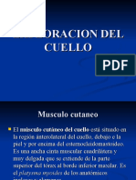 Exploracion Del Cuello