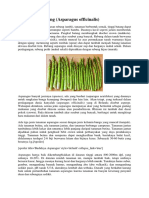 Asparagus Rebung Asparagus Officinalis PDF