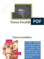 5-Tronco Encefálico Resumen