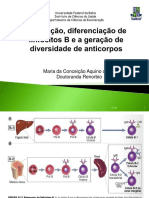 Maturação Linfócitos B PDF