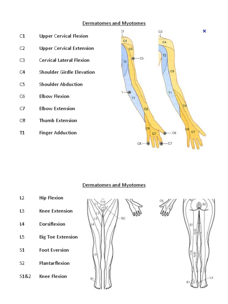Dermatomes and Myotomes PDF Anatomical Terms Of Motion Elbow