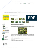 Caderea florilor, polenizare, stimularea tomatelor