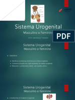 Slide Sistema-Urogenital