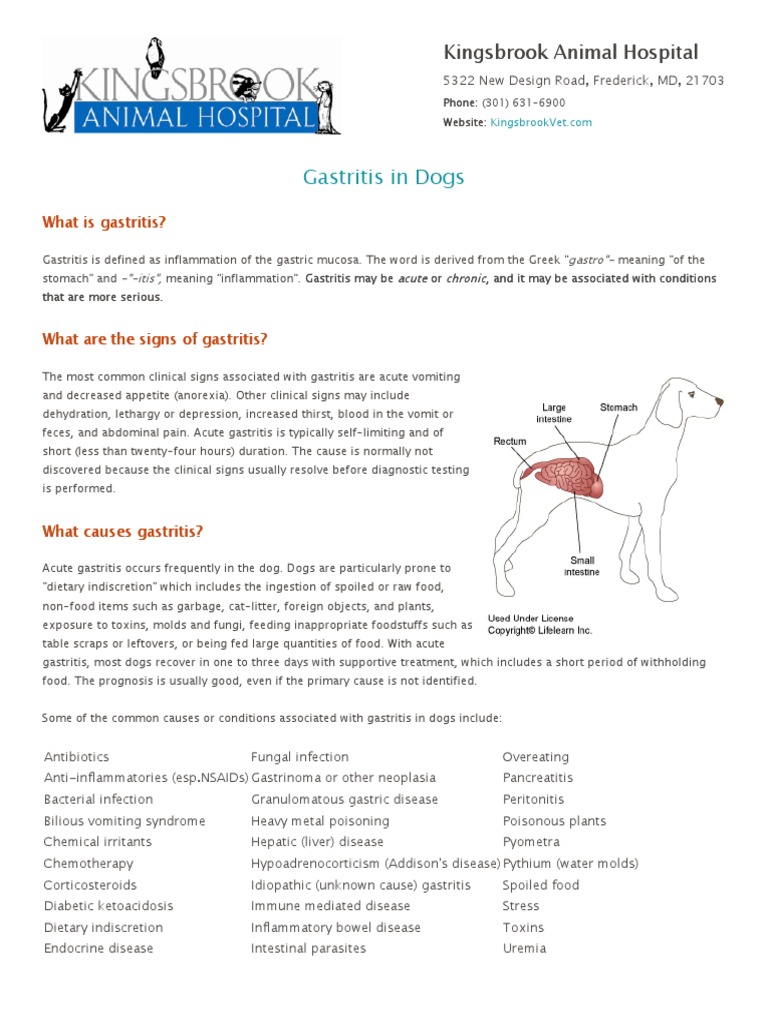 Gastritis in Dogs PDF Gastrointestinal Tract Vomiting