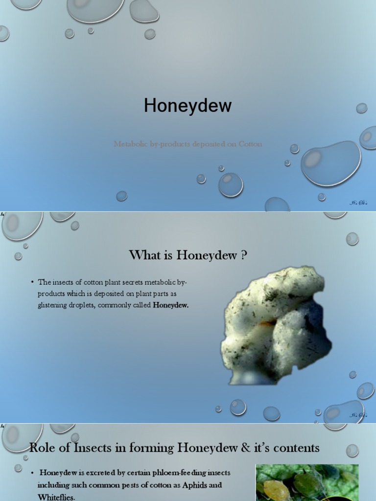 Honeydew PDF PDF Sucrose Spinning (Textiles)