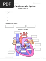 The Cardiovascular System - Worksheet