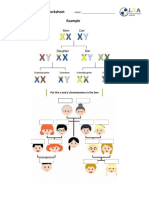 Sex Chromosome Worksheet PDF