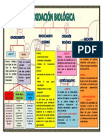 Oxidacion Biologica