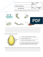 Atividade Extra Platelmintes