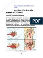 Musculo Pubococcigeo