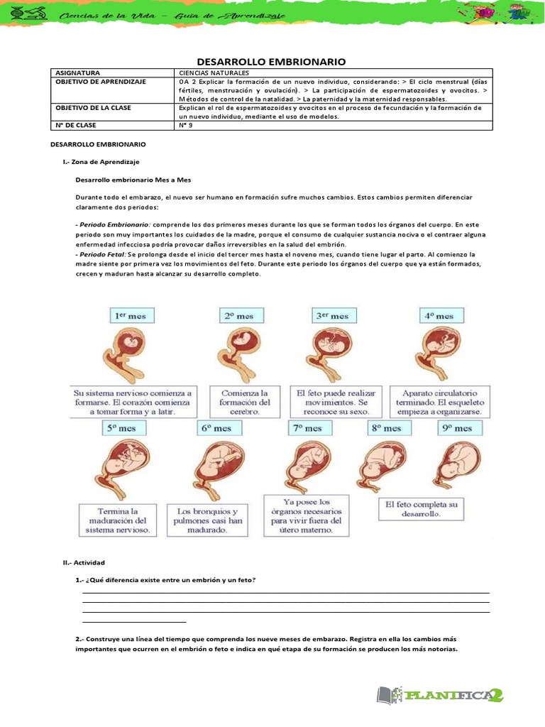 Desarrollo Embrionario | PDF | Embrión | El embarazo