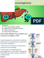 Gluconeogénesis