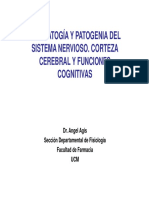 Corteza y Funciones Cognitivas