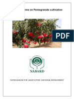 1107185406model Bankable Scheme Pomegranate Rajasathan PDF