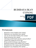 Budidaya Ikan Cupang