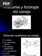 Anatomía del Riñón y Pelvis Renal en Perros | PDF | Riñón | Abdomen
