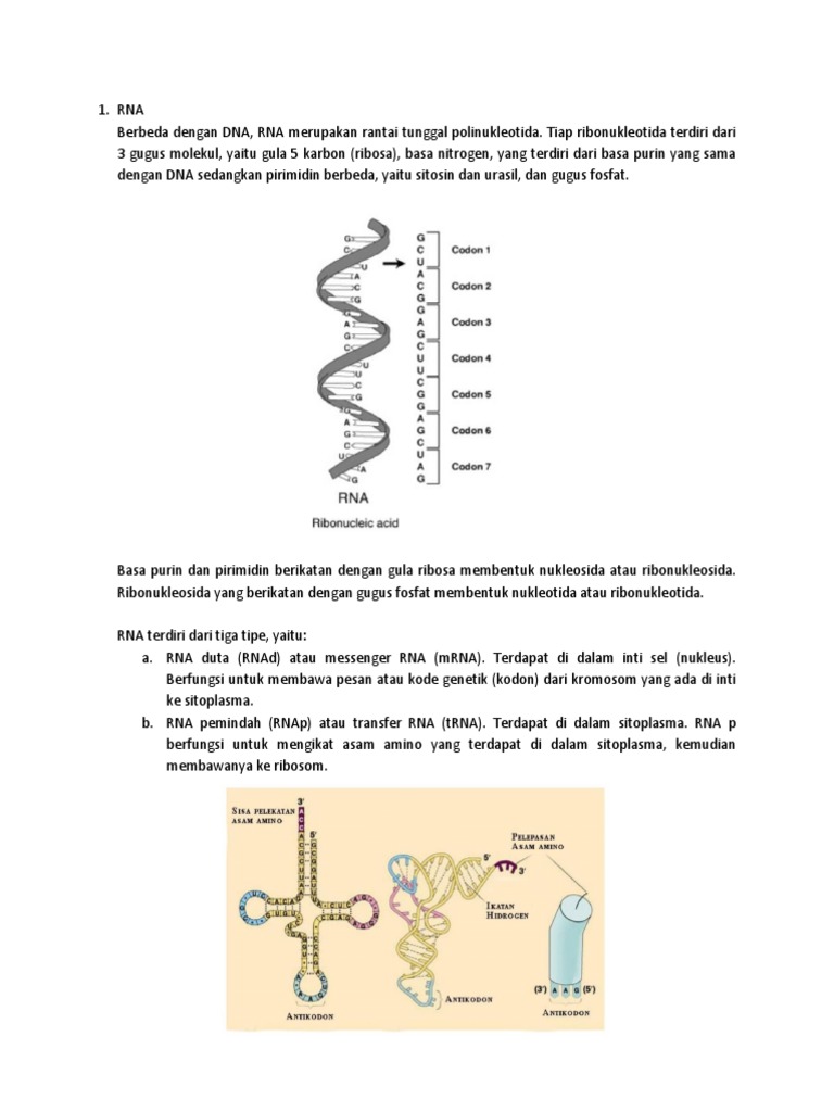 RNA | PDF | Sains & Matematika | Komputer