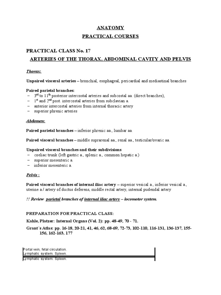 Anatomy Course: Thorax & Abdomen Arteries | PDF | Science & Mathematics