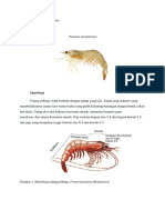 Penaeus Merguiensis - NURUL AMALIA PRATIWI - K1A1 17081