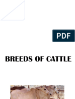 Breed of Cattle