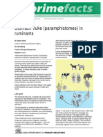 stomach-fluke-paramphistomes-in-ruminants.pdf